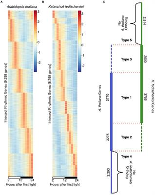 Conservation and Diversification of Circadian Rhythmicity Between a Model Crassulacean Acid Metabolism Plant Kalanchoë fedtschenkoi and a Model C3 Photosynthesis Plant Arabidopsis thaliana